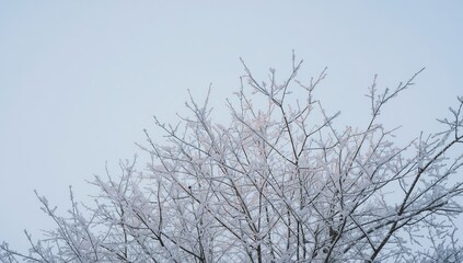 Fototapeta premium Bare Tree Branches Covered in Frost Against a Clear Sky