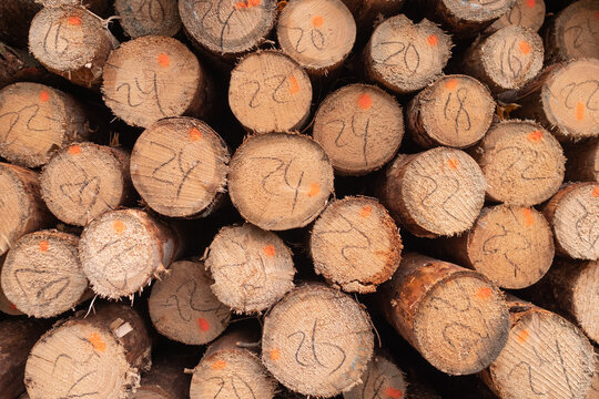 Stacked cut timber logs with marked ends and rough bark, tightly piled in storage yard, showing circular wood grain, earthy brown tones, industrial forestry material, rustic texture