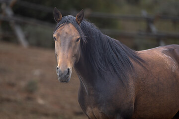 Brown Horse Portrait With Long Black Mane in Rural Pasture © SRD