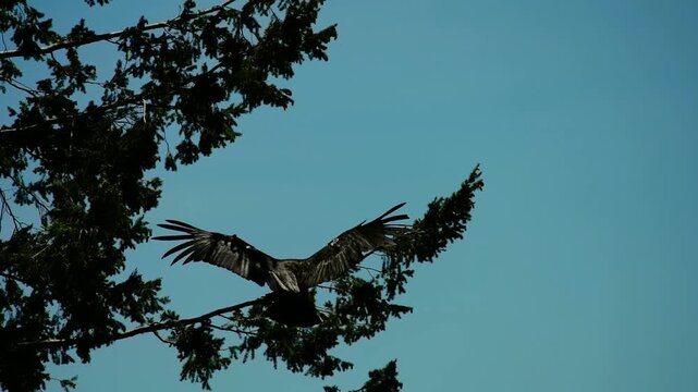 California Condor Landing on Conifer Branch