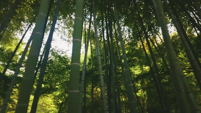 Panorama of thick bamboo trunks grow vertically in Kyoto park, Japan. Massive emerald Phyllostachys edulis poles reach high forming dense woodland canopy nature vegetation scenery backdrop horizon.