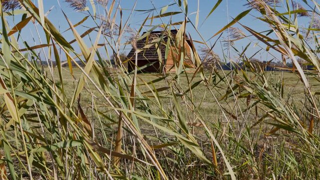 Jib shot tilting up from tall grass blowing in the wind to reveal a traditional historic wooden hay barn in a field, Trebon Czech republic