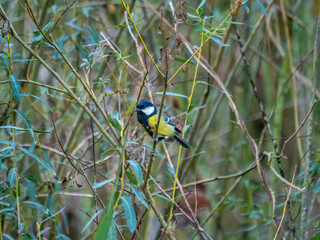 Great Tit Perched Among Willow Branches in Natural Woodland Habitat © miropa20