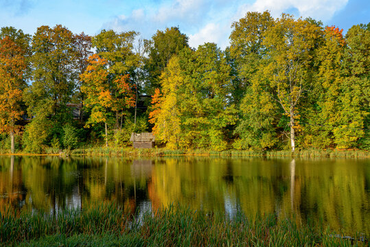 Autumn park landscape with golden trees, a peaceful pond, lush greenery, and beautiful reflections on calm water.