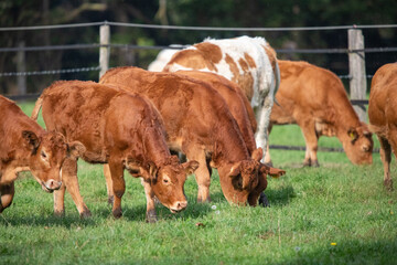 Group of young brown cattle grazing inline on a green pasture © Anja