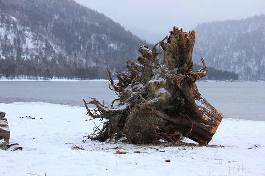 Uprooted tree on snowy lakeshore