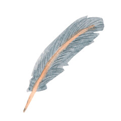 Bird feather realistic illustration . Hand drawn watercolor images. Flight, tail, down, contour, semiplume feathers. White background © Руфина Неуметова