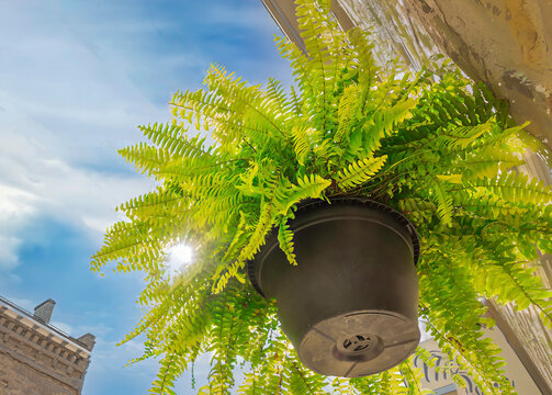 Closeup underneath a Boston fern in a hanging flowerpot, looking into the sun, nobody