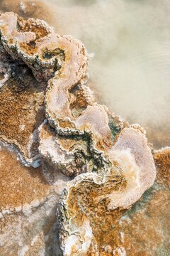 Detail photo, hot spring with orange mineral deposits and bacterial colonies, Palette Springs, Upper Terraces, Mammoth Hot Springs, Yellowstone National Park, Wyoming, USA