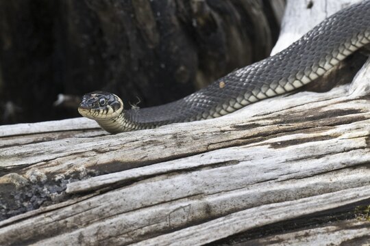 Grass snake (Natrix natrix), Emsland, Lower Saxony, Germany