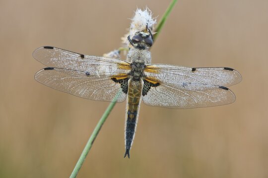 Four-spotted chaser (Libellula quadrimaculata), Emsland, Lower Saxony, Germany