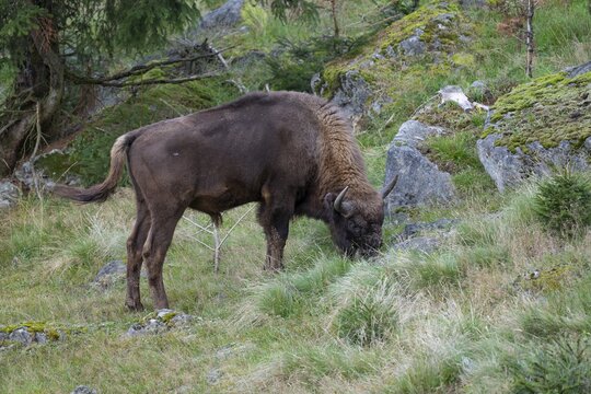 Wisent (Bison bonasus) bull grazing, captive, Germany