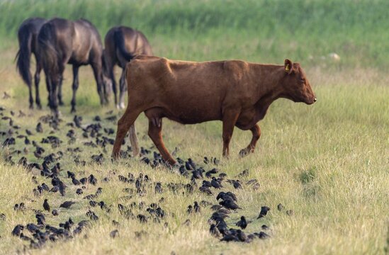 Artiodactyla, Bos Primigenius Taurus, Cattle, Equus Caballus, Even-Toed Ungulate, Germany, Gro&szlig;er Schwerin, domestic horse, pet, Mecklenburg, odd-toed ungulates, cloven-hoofed, perissodactyla, starling, sturnus vulgaris, birds, domesticated animals, extensive grazing, pet, cow, mammals, M&uuml;ritz, nature reserve, nature reserve, passeri, horse, cattle, swarm, songbirds, songbirds, mammals, unpaired ungulates, flock of birds, birds