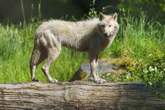 An attentive wolf standing tall on a tree trunk in the greenery, Arctic wolf, (Canis lupus arctos), Germany