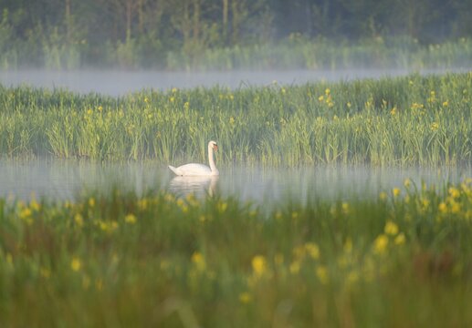 Mute swan (Cygnus olor) swimming on a pond in a wetland, blurred yellow flowers of the marsh iris (Iris pseudacorus), morning mist, Thuringia, Germany