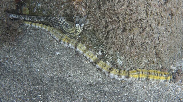 A patterned sea cucumber, snake sea cucumber (Euapta lappa), slithers across the sandy seabed, Playa dive site, Los Cristianos, Tenerife, Canary Islands, Spain