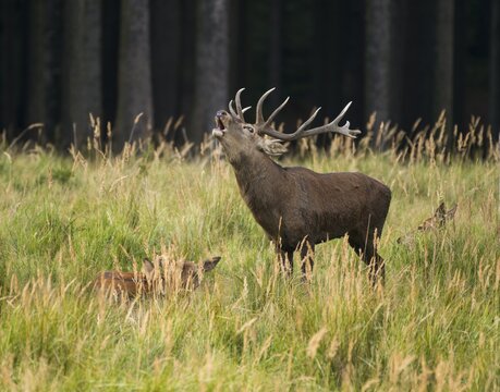 Red deer (Cervus elaphus) roars during rutting season, females lie in tall grass, captive, Germany