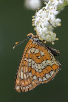 Ash moth, euphydryas maturna, small maybird, maybird, butterfly, high size, portrait format, insects, scarce fritillary, butterfly, butterflies