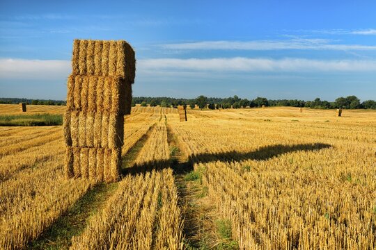 Stubble field with straw bales in the morning light, summer landscape under a blue sky, M&auml;rkische Schweiz nature park Park, Brandenburg, Germany