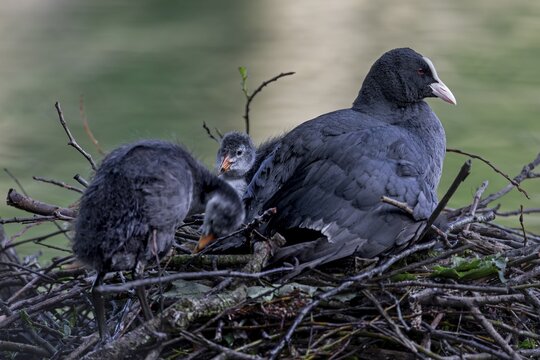 A coot (Fulica atra) adult bird resting with the young birds on this year's nest, rearing young, Germany
