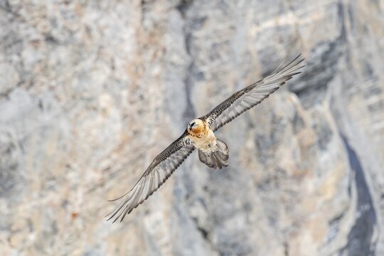 Bearded vulture (Gypaetus barbatus), in flight in front of rock face, Valais, Switzerland