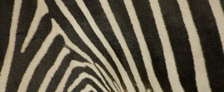 Coat of zebra, grevyzebra, detail