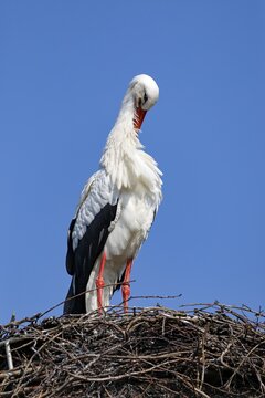 White stork (Ciconia ciconia) standing on the nest and preening plumage, Schleswig-Holstein, Germany