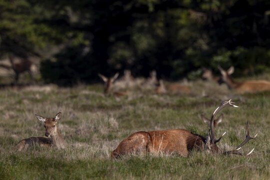 The rut was a very exhausting time for the red deer (Cervus elaphus), in the protection of the herd they can really rest and sleep, rutting season, deer rut, October, Denmark