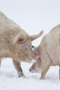 Domestic pig (Sus scrofa domesticus) two adult farm animals greeting each other on a snow covered field in winter, England, United Kingdom
