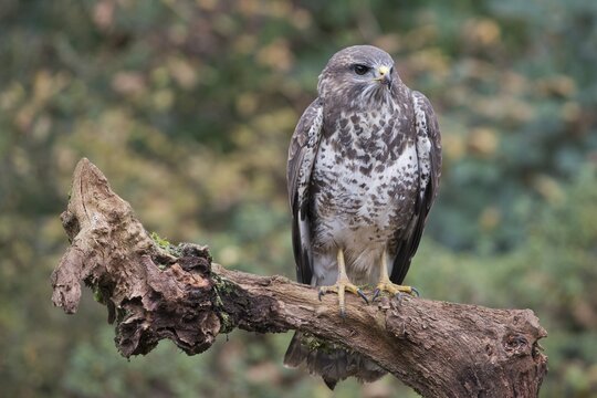 Steppe buzzard (Buteo buteo), Emsland, Lower Saxony, Germany