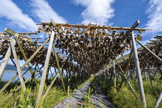 Cod heads drying on wooden rack, Lofoten, Norway