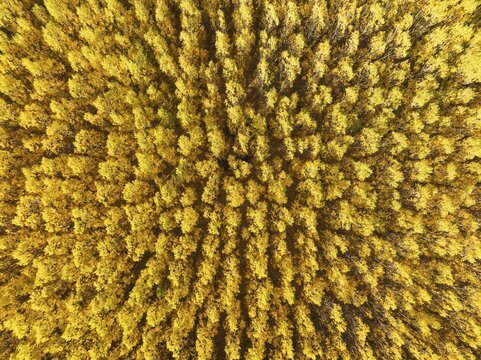 European Aspen (Populus tremula) in autumnal colours. Cultivated for timber. Aerial view. Drone shot. Granada province, Andalusia, Spain
