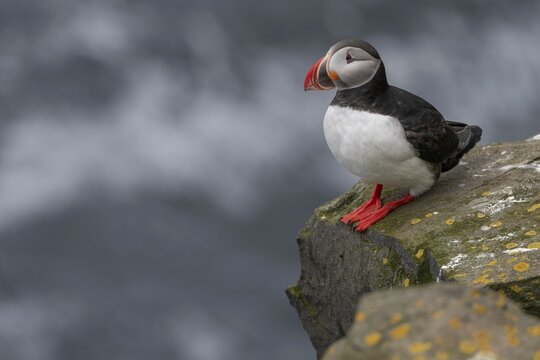 Puffin (Fratercula arctica) on a cliff above the sea, Skoruv&iacute;kurbjarg bird cliff, Langanes Peninsula, Nor&eth;urland eystra, Iceland