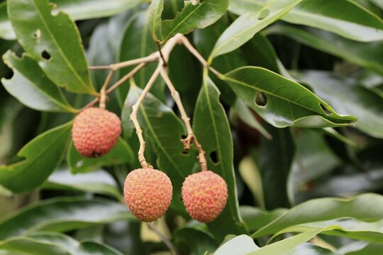 Lychee tree (Litchi chinensis), lychee tree, fruit, ripe, on the tree, foliage, Monzi, KwaZulu-Natal, South Africa