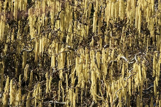 Hazelnut, corkscrew hazel (Corylus avellana contorta), flowering, Baden-W&uuml;rttemberg, Germany