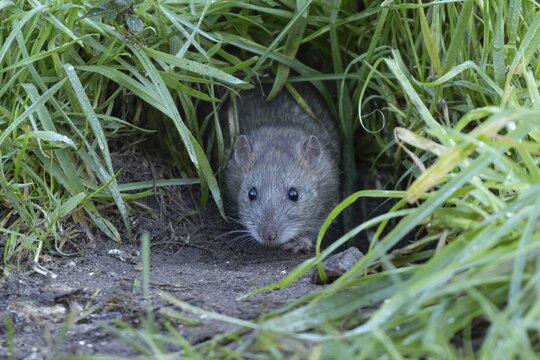 European brown rat (Rattus norvegicus) adult animal emerging from its burrow hole entrance, England, United Kingdom