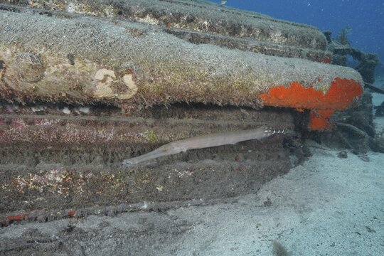 An Atlantic cornetfish (Aulostomus strigosus) is hiding near a wreck, dive site: Meteor Wreck, Russian hydrofoil, Arguinegu&iacute;n, Gran Canaria, Spain, Europe, Atlantic Ocean