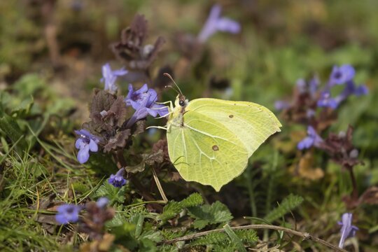 Brimstone butterfly (Gonepteryx rhamni) adult male insect feeding on flowering Bugle (Ajuga reptans) plant in spring, Suffolk, England, United Kingdom