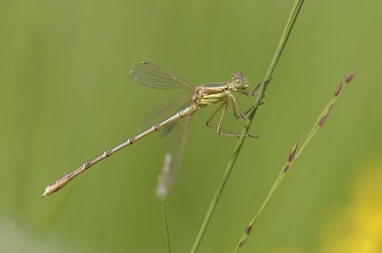 Leste Barbarus, Southern Emerald Damselfly, Southern Ruismaid, Damselflies, Dragonflies, Female, Insects, Dragonflies, Odonata, Female, Zygoptera