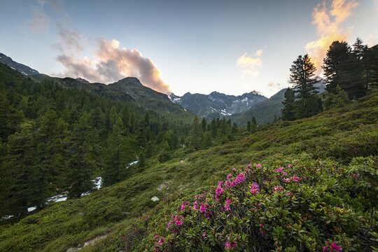 Rusty-leaved alpenrose (Rhododendron ferrugineum), Debanttal, Hohe Tauern National Park, East Tyrol, Tyrol, Austria