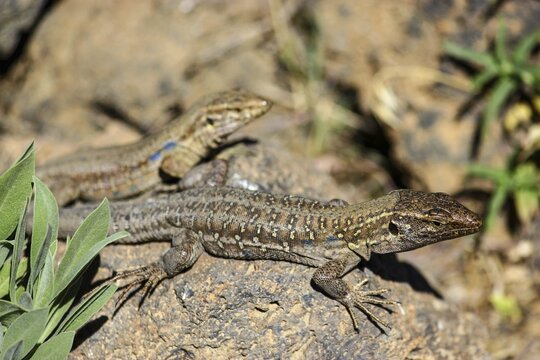Two Tenerife Lizards or Western Canaries Lizards (Gallotia galloti) basking on a rock, Tenerife, Canary Islands, Spain