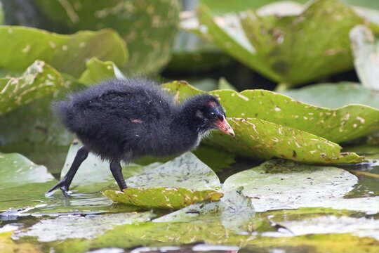 Common moorhen (Gallinula chloropus), chick, running over lily pads, Hesse, Germany
