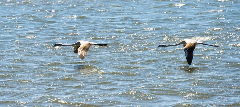 American Flamingo (Phoenicopterus ruber), Lesser Flamingo (Phoeniconaias minor) in Walvis Bay, Namibia