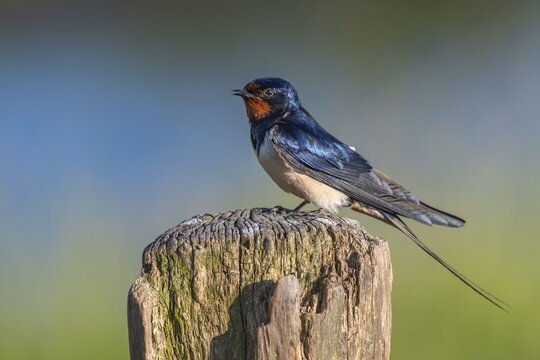 Barn swallow (Hirundo rustica) sitting on pasture pole, bird, Schleswig-Holstein, Germany