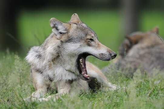 European gray wolf (Canis lupus lupus) lying yawning in the grass, captive, Germany