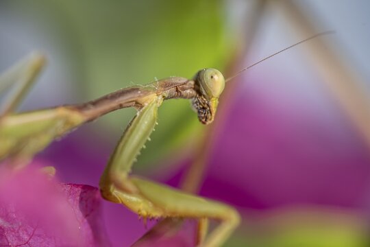 European mantis (mantis religiosa) on a branch, Paros, Aegean Sea, Greece