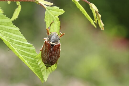 Northern cockchafer (Melolontha hippocastani), male, on leaves of a hornbeam (Carpinus betulus), Wilnsdorf, North Rhine-Westphalia, Germany
