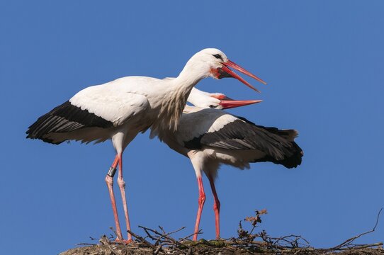 White stork (Ciconia ciconia) at the nest in front of blue sky, Paar, , Oldenburger M&uuml;nsterland, Vechta, Lower Saxony, Germany