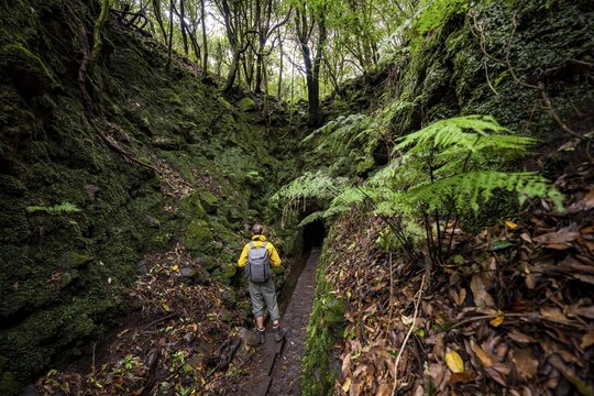 Hiker on a hiking trail, entrance to a tunnel, in dense forest with ferns and moss, Levada do Caldeir&atilde;o Verde, Parque Florestal das Queimadas, Madeira, Portugal