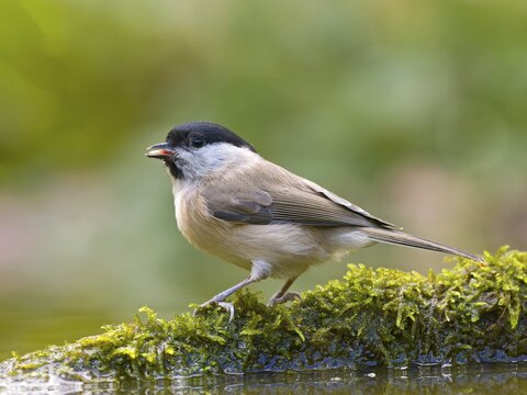 Marsh Tit (Parus palustris) sitting on a mossy branch, Solms, Hesse, Germany